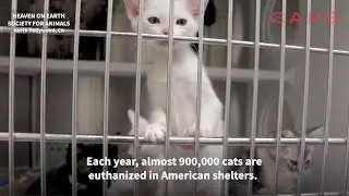 Adopt a Cat: Help Stop Pet Shops and Kitten Mills | Companion Animal Protection Society PSA