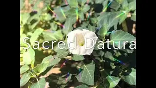 Священная эссенция дурмана и медитация с духом растения под руководством опытного целителя - Цветочная эссенция -