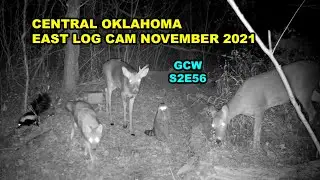 East Log Cam November 2021 S2E56 #gamecam #trailcam #wildlife