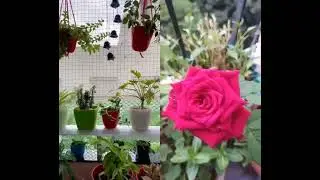 #1k #nature #ytshorts #viral #monsoon #bees #butterflies #flowers #rainydays #fff #ytshorts #1m #ff