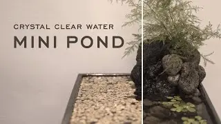 DIY Mini Pond Ecosystem  |  No Filter  |  No Water Change  |  Crystal Clear Water