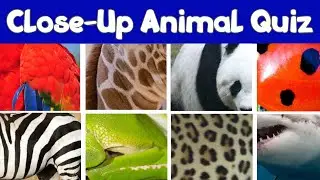 Угадай увеличенных животных за 5 секунд!...!🔍🐶🐱🐨 | Викторина о животных