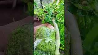 A person is air layering a plant stem using moss wrap #construction #popular