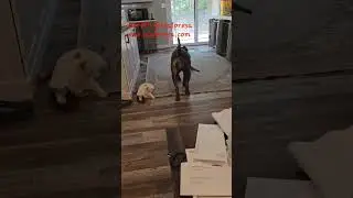 Poor kitten. I really did love her. #baddog #lunch #dog #attack #catsofyoutube #stalk #dogsofyoutube
