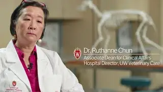 Behind Scout&rsquo;s Treatment: Scout&rsquo;s Treatment Program at the UW School of Veterinary Medicine