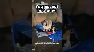 You&rsquo;ve Been Pugged #pug #trend