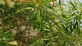 आज के भजन संजय बालाजीमहाराज गजानंद भगवान के वंदना के साथ चैनल मैं स्वागत है सब्सक्राइब करें