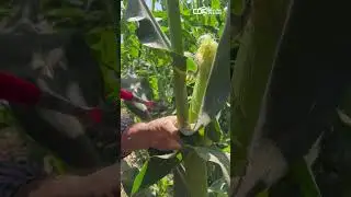 Crisopas: Control biol&oacute;gicobiol&oacute;gico