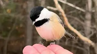 Black-capped Chickadee bird standing on a persons hand | Copyright-free video Creative Commons
