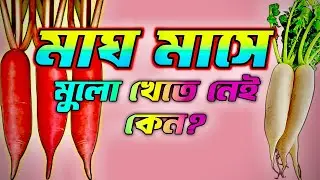 মাঘ মাসে মুলো খেতে নেই কেন? 