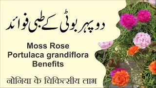 Moss Rose Portulaca grandiflora Benefits ► دوپہر بوٹی کے طبی فوائد  ► Ubqari