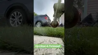 Call me weird but I like this #asmr #edging #oddlysatisfying #lawn ##weird