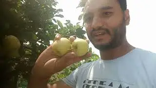 Hot Climate apple fruit farming | Apple Harvest video | how to grow Apple hot Calamity