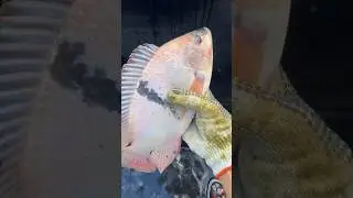 Increible MOJARRA roja. -