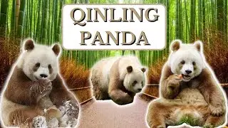 Get to know the Rare and Rascinating Qinling Pandas (Brown Pandas): Curiosities, Abilities, and Life
