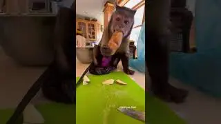 Potato Master