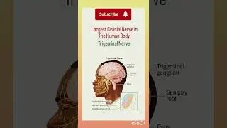 tissue in human body|tissue diagram #shortvideo #biology #science #class #class9 #cellcycle #class8
