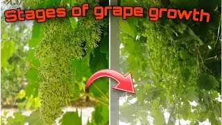 Grape growth stages / Grape cluster growth stages