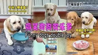 Funny dogs bring double joy #FunnyDogsArrived #CutePets #Pets #Funny #Labrador #doglover #Labrado...