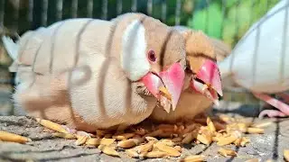 Java sparrow sound : This video can help cure your bird's loneliness.