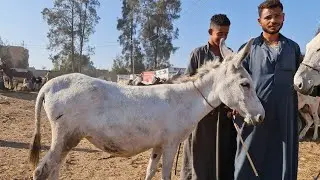 حماره عشر ٩ بسوق الحمير وهاتولد كمان ٤ شهور وبسعر فوق الخيال