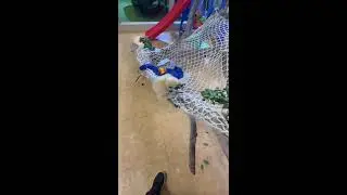 Animal Encyclopedia Mini Class|動物百科ミニ教室| 2025-12-28 22:54:43