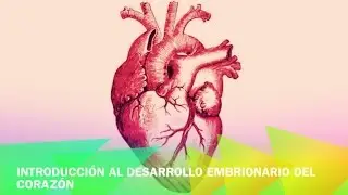 Introduccion al desarrollo embrionario del corazón