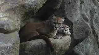 Puma Video Footage - Free Stock Video