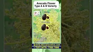Planting A and B Flower Type Avocado | #shorts #ytshorts #avocadofarming #avocadoflower #avocado