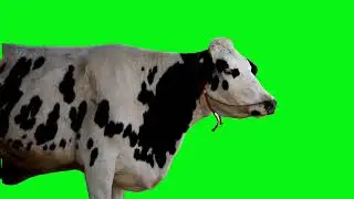 free green screen video cow milk #greenscreen #freegreenscreen #cowmilk #cowcartoon #cow #cowvideos