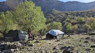 Nomadic Life: Earning from Nature! Selling Edible Mountain Plants to Buy Necessities