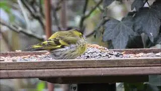 Natuurfragment - Sijsje in de tuin op 22 januari 2022