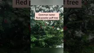 Powder-puff-tree,Calliandra haematocephala