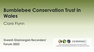 Bumblebee Conservation Trust in Wales (Clare Flynn)