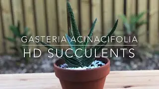Gasteria Acinacifolia (Ox Tongue, Dune Gasteria, Giant Gasteria) - HD Succulent Video (4K)