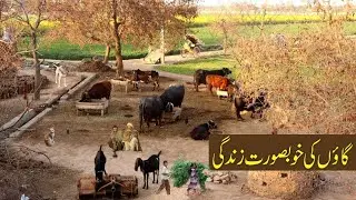 Gaon Ki Khoobsurat Zindagi 😍 | Real Village Life of Pakistan | Sukoon Bhari Desi Life