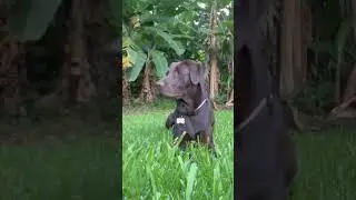 Gardening with my dog #gardening #garden #harvest #vegetables #dog #labradorretriever