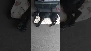 My Dog's Paws Twitching in Her Sleep