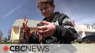 These P.E.I. kids started up worm businesses &mdash; and their customers are hooked