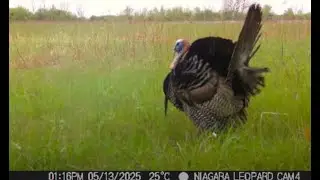 Niagara Falls Has More Wildlife Than You'd Think!