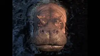 Hippo (Jumanji 2017)