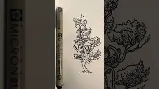 Кривая маленькая сосна
