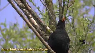 Rob Elliott and Tom Simanek Original song SONGBIRD