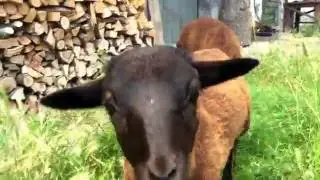 Czech: Baby brown Cameroon sheep on our farm