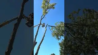 Almost Unalived ☠️ #chainsaw #fail #stihl #arborist #treeremoval #trees #tree #husqvarna #fails