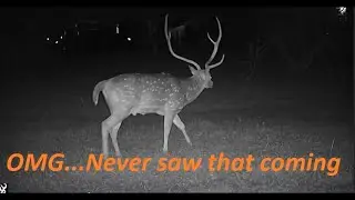 Backyard Trail Cam Moments  Episode 192