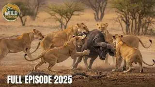 Serengeti Survival War | When Lions Clash with Buffalo and Death Awaits | MEGA EPISODE