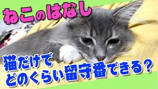 猫だけでどのくらい留守番できるか？【現役キャットシッター・ねこのはなし】猫の留守番で必要なもの・準備するもの。