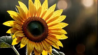 Heavy Rain and Piano Music &ndash; Deep Sleep, Emotional Healing, Relaxing Rose Night Ambience 04