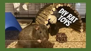 DIY rat cage toys